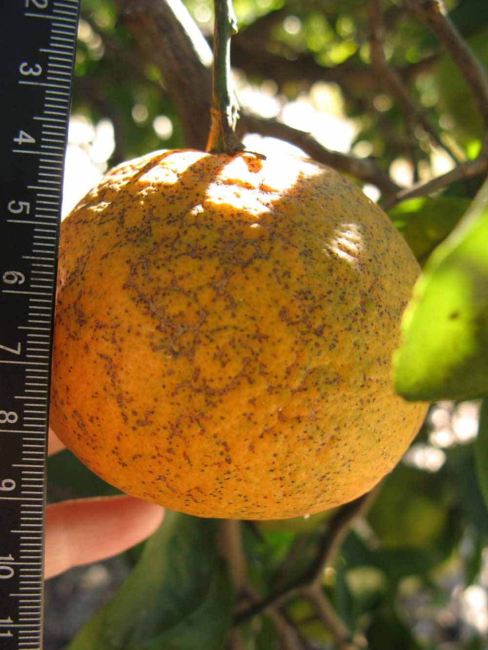            Fruit (Winter Haven, FL)   